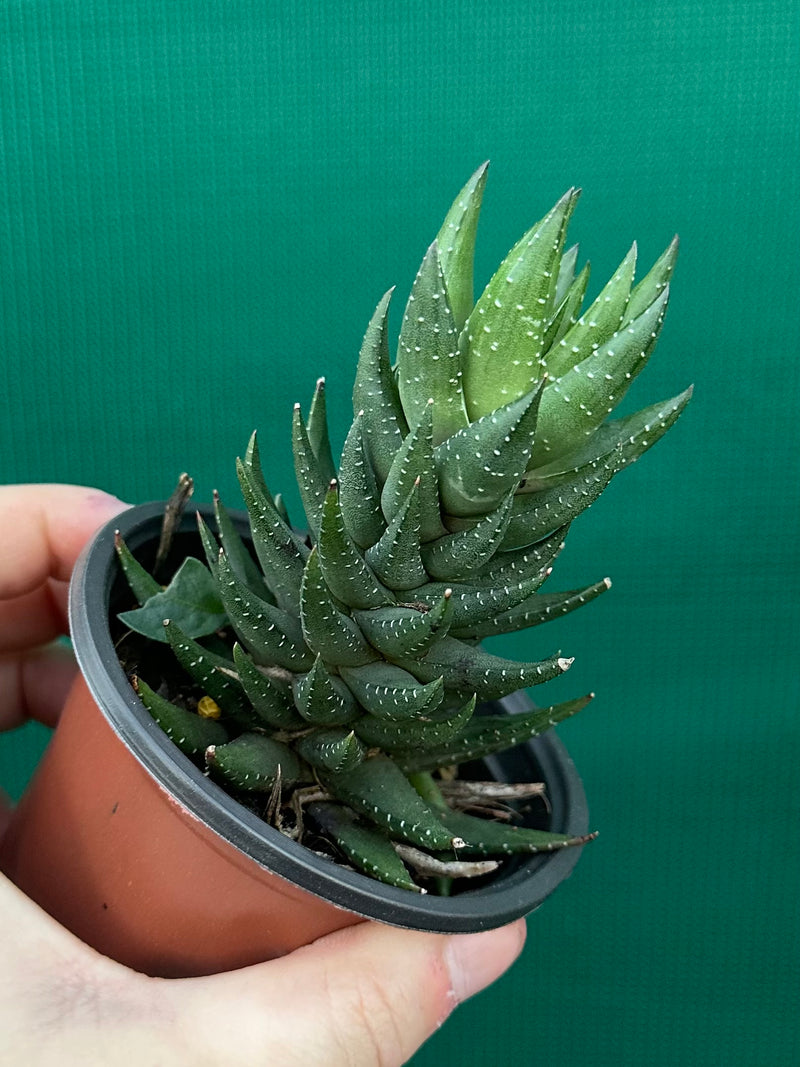 Haworthia Unknown
