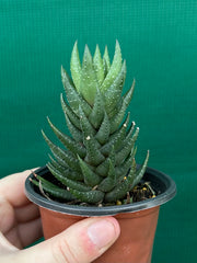 Haworthia Unknown