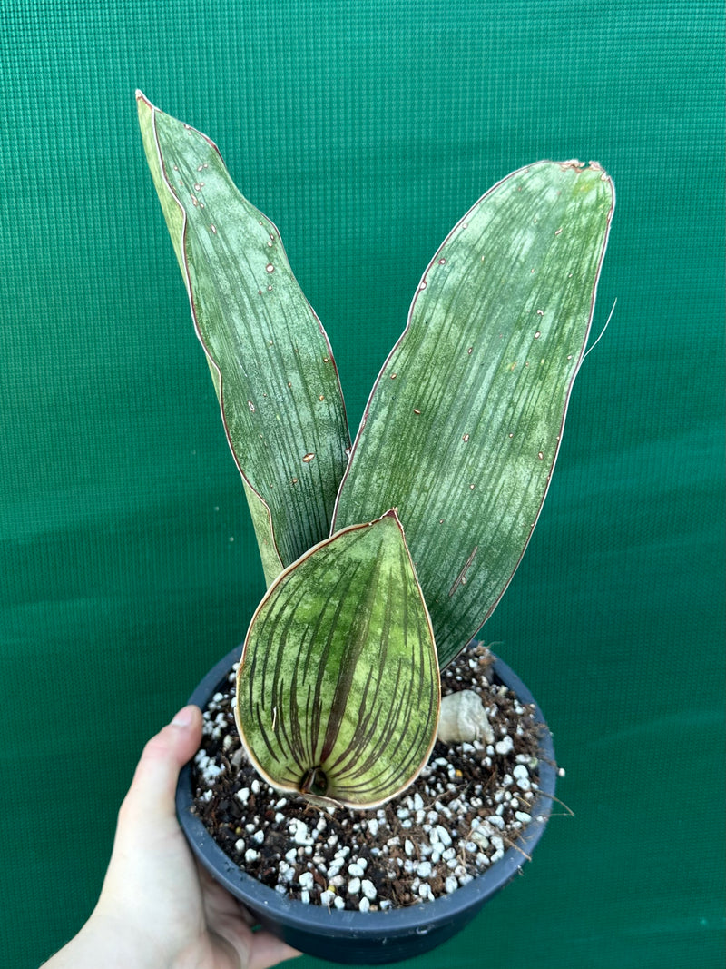 Sansevieria ‘Malawi Bat’ NEW