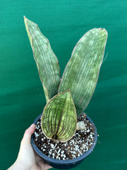 Sansevieria ‘Malawi Bat’ NEW