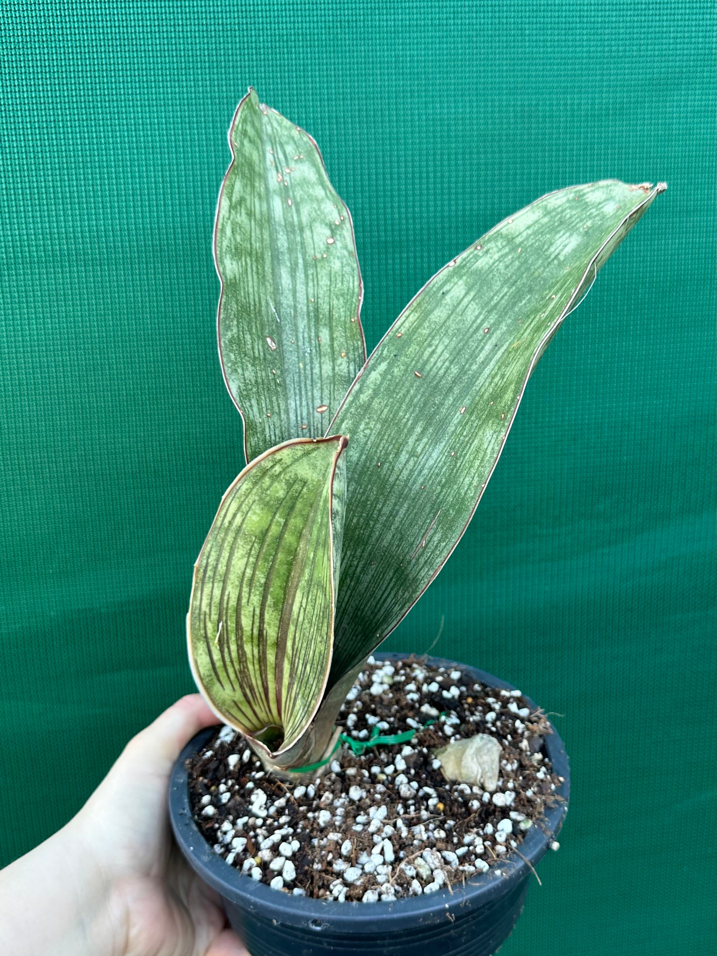 sansevieria malawi bat Sansevieria 'Malawi Bat'