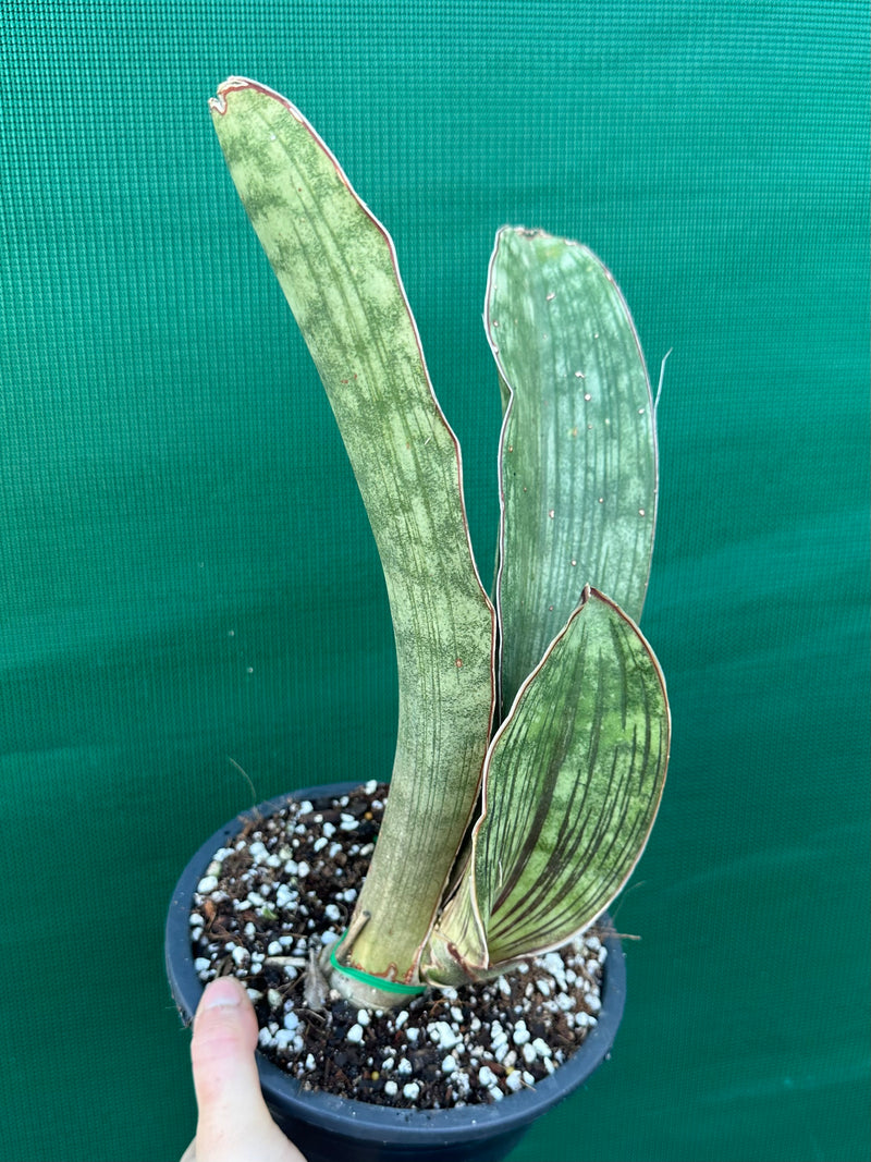 Sansevieria ‘Malawi Bat’ NEW