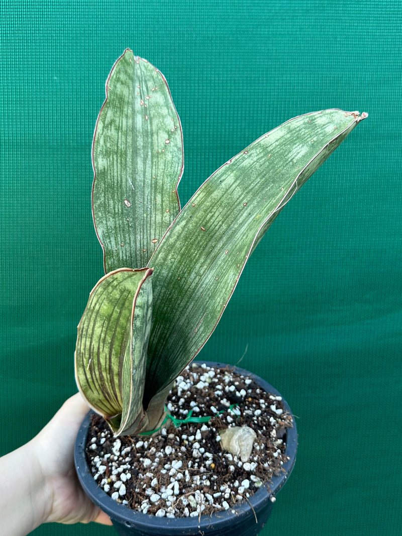 Sansevieria ‘Malawi Bat’ NEW