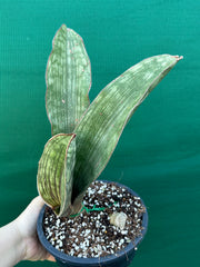 Sansevieria ‘Malawi Bat’ NEW