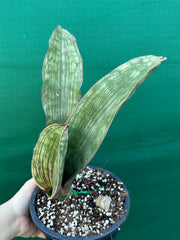 Sansevieria ‘Malawi Bat’ NEW