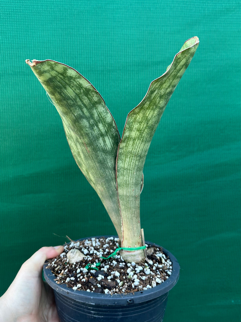 Sansevieria ‘Malawi Bat’ NEW