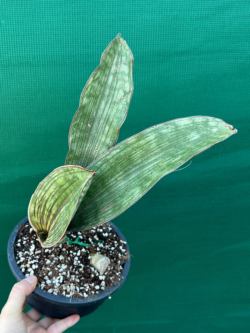 Sansevieria ‘Malawi Bat’ NEW