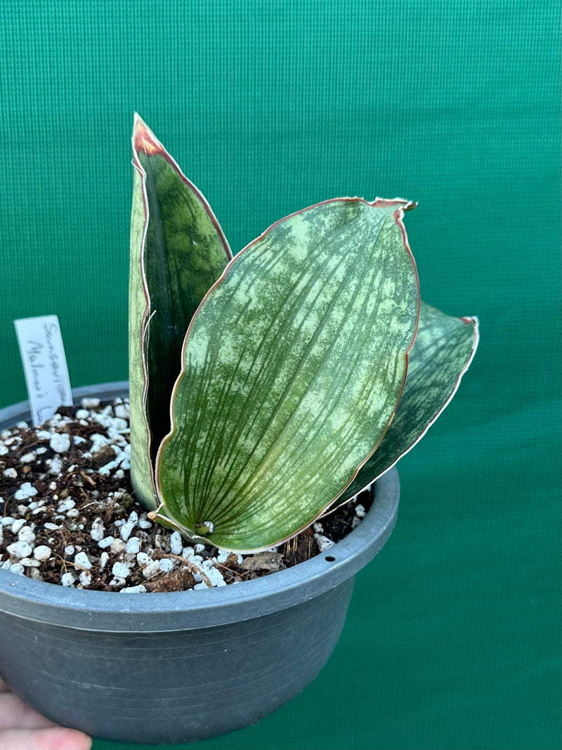 Sansevieria ‘Malawi Bat’ NEW