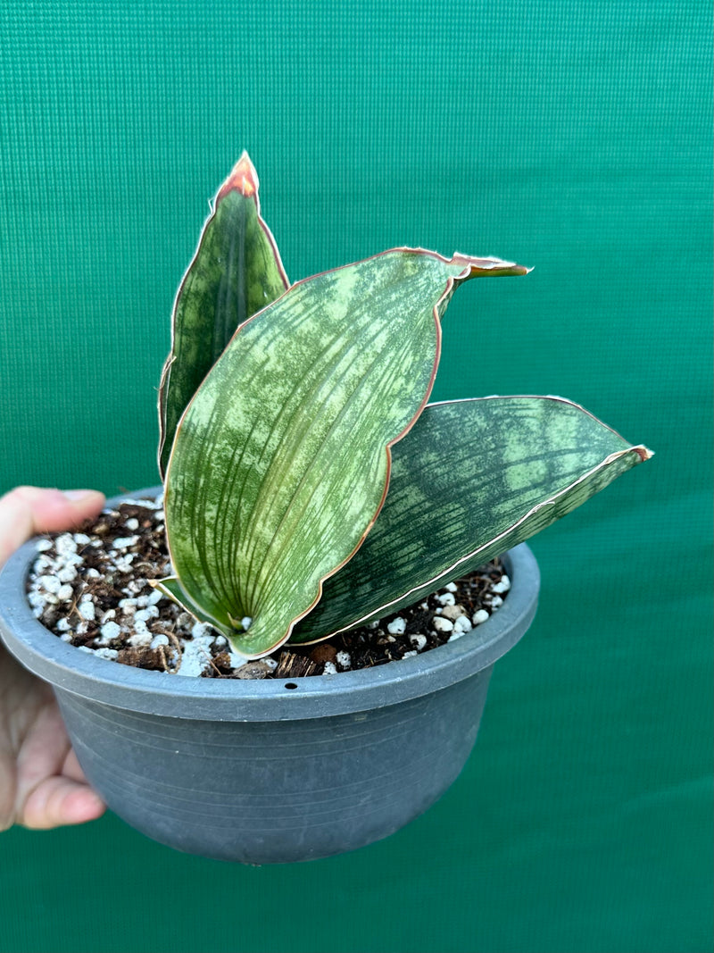 Sansevieria ‘Malawi Bat’ NEW