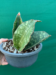 Sansevieria ‘Malawi Bat’ NEW