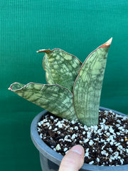 Sansevieria ‘Malawi Bat’ NEW