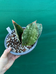 Sansevieria ‘Malawi Bat’ NEW