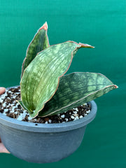 Sansevieria ‘Malawi Bat’ NEW