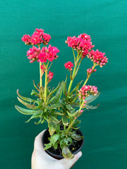 Kalanchoe tarantula NEW