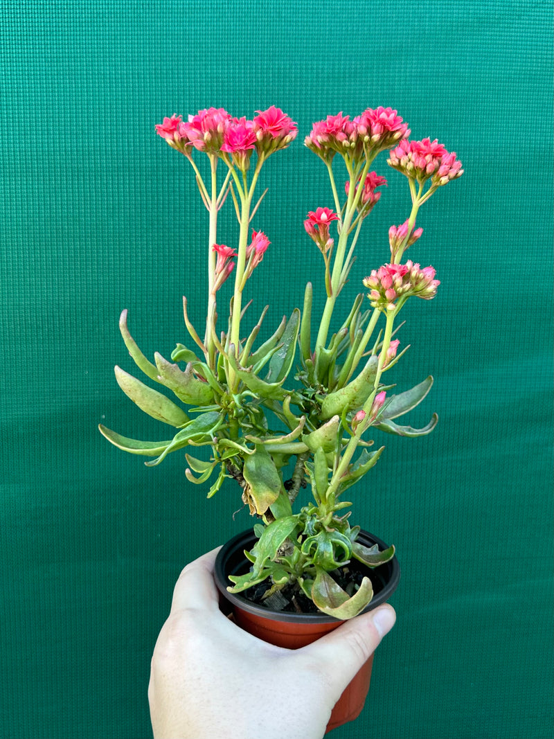 Kalanchoe tarantula NEW