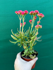 Kalanchoe tarantula NEW