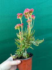 Kalanchoe tarantula NEW