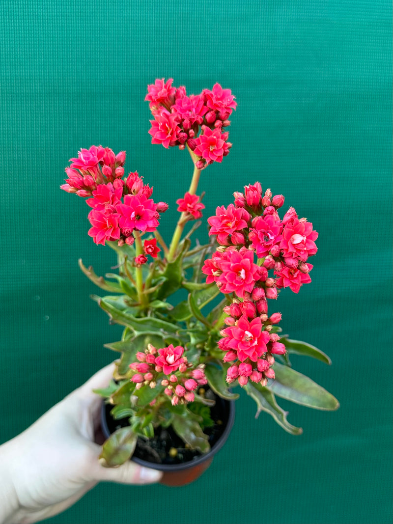 Kalanchoe tarantula NEW