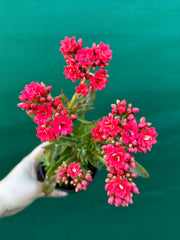 Kalanchoe tarantula NEW