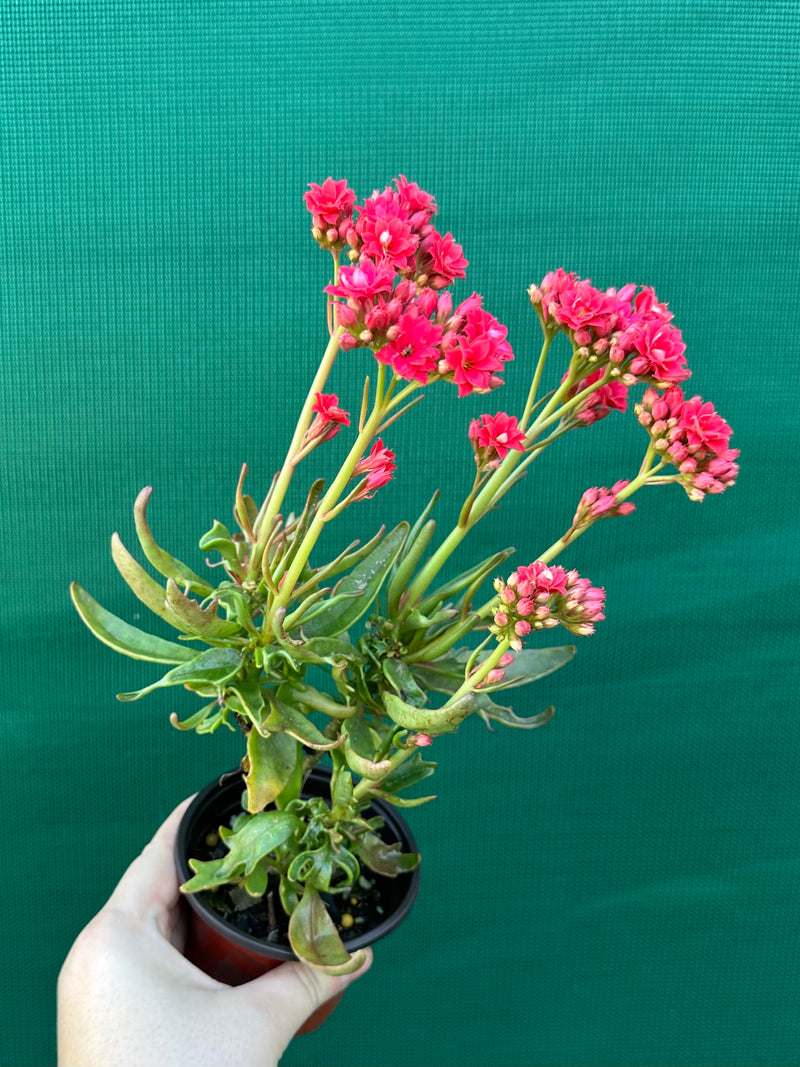 Kalanchoe tarantula NEW