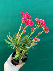 Kalanchoe tarantula NEW