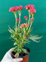 Kalanchoe tarantula NEW