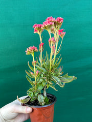 Kalanchoe tarantula NEW