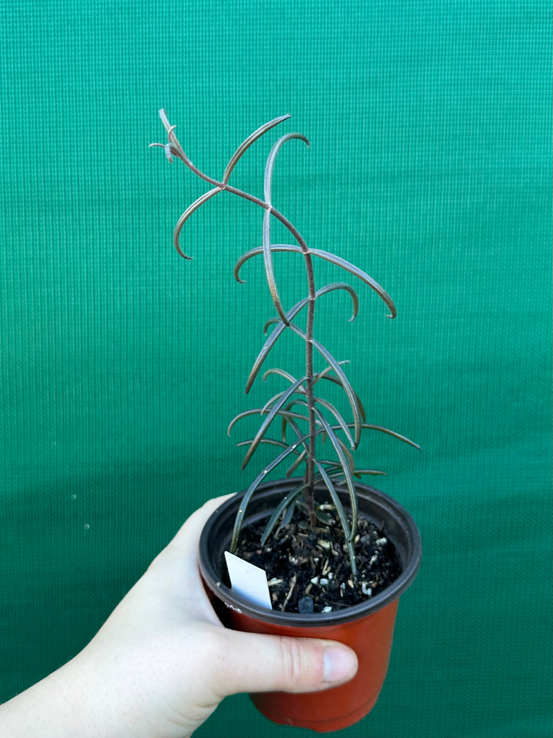 Kalanchoe beauverdii NEW
