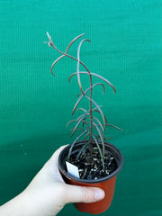 Kalanchoe beauverdii NEW