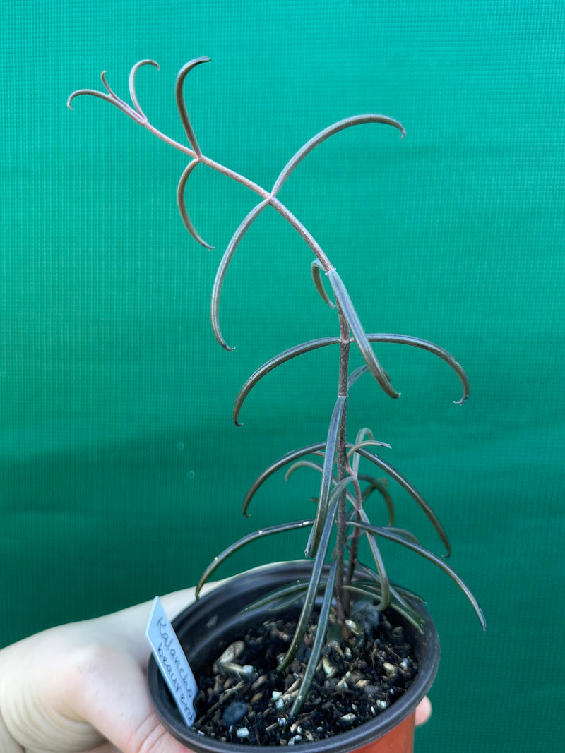 Kalanchoe beauverdii NEW