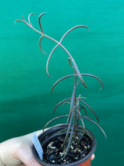 Kalanchoe beauverdii NEW