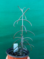Kalanchoe beauverdii NEW
