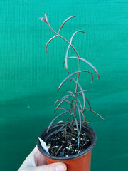 Kalanchoe beauverdii NEW