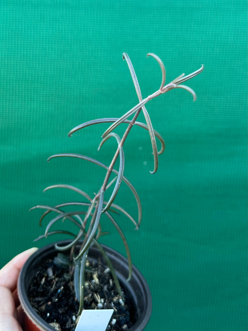 Kalanchoe beauverdii NEW