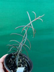 Kalanchoe beauverdii NEW