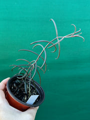 Kalanchoe beauverdii NEW