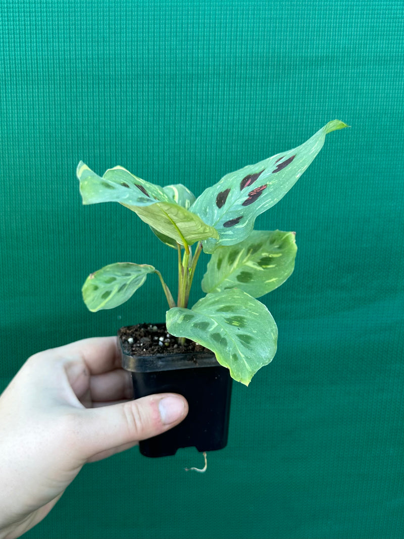 Variegated Maranta Leuconeura