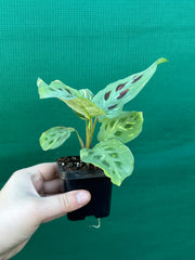 Variegated Maranta Leuconeura