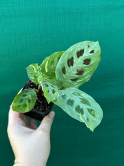 Variegated Maranta Leuconeura