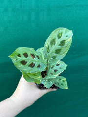Variegated Maranta Leuconeura