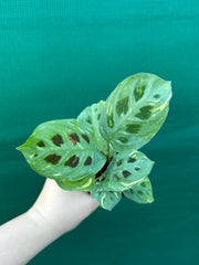 Variegated Maranta Leuconeura