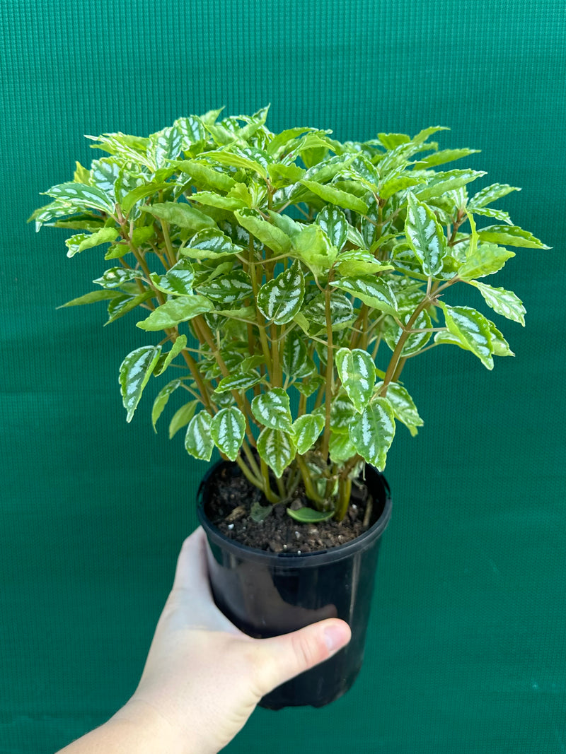 Pilea cadierei NEW