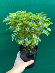 Pilea cadierei NEW