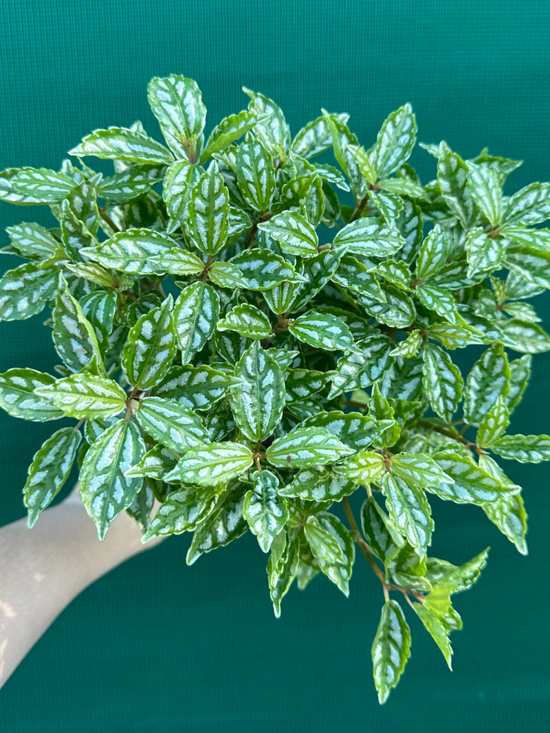 Pilea cadierei NEW