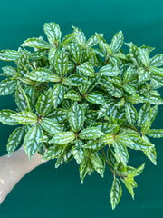 Pilea cadierei NEW