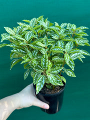 Pilea cadierei NEW