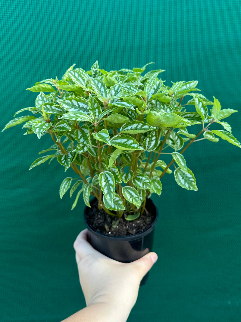 Pilea cadierei NEW