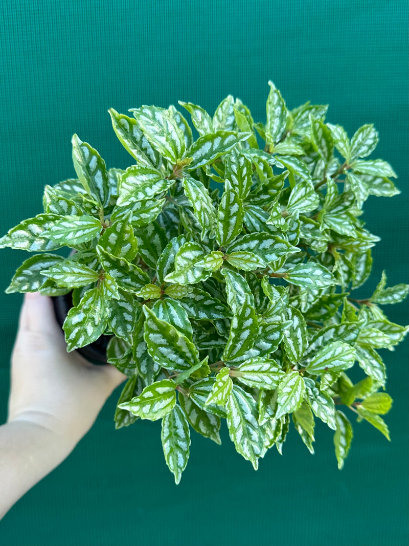 Pilea cadierei NEW