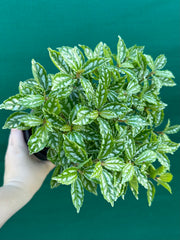 Pilea cadierei NEW