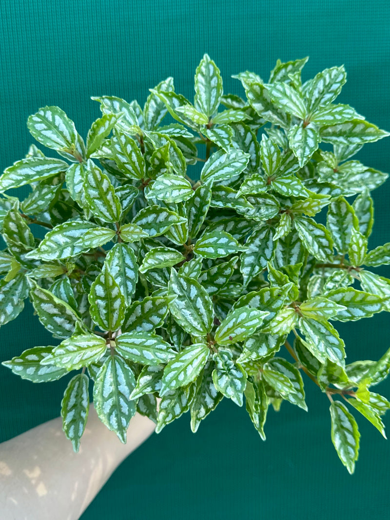 Pilea cadierei NEW